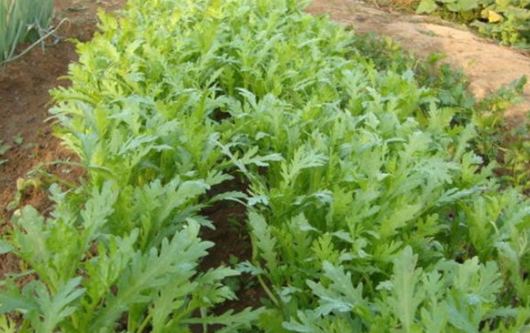 茼蒿是什么科什么属的植物?菊科家族的绿色瑰宝。