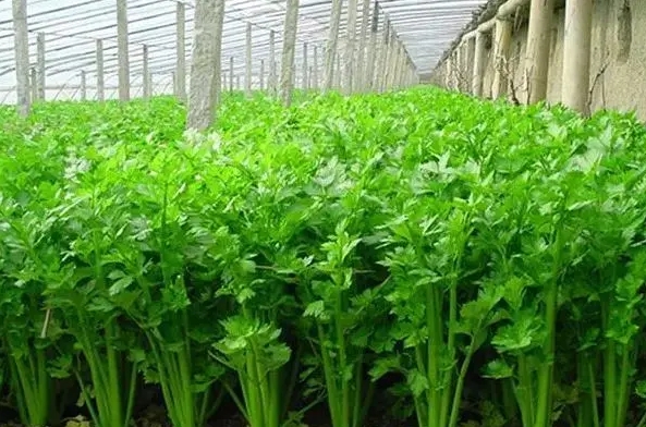 <b>芹菜可以重茬种植吗？专家解答芹菜重茬种植建议与策略</b>