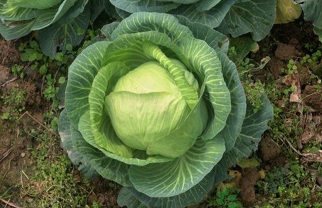 <b>卷心菜种植行距株距多少合适？高产种植秘籍新攻略。</b>