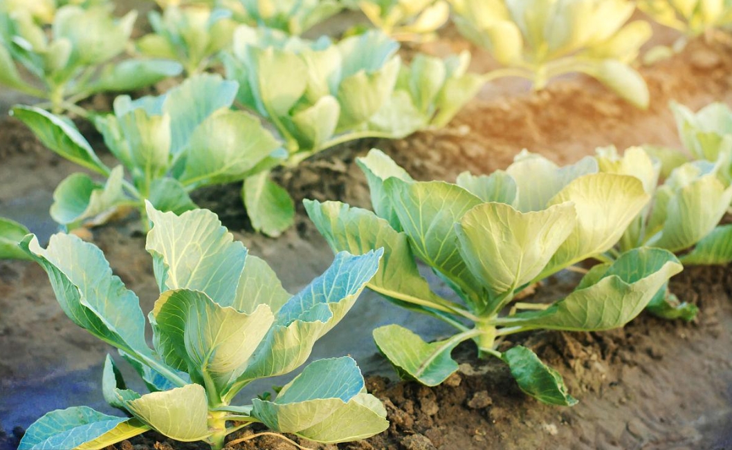 卷心菜种植行距株距多少合适？高产种植秘籍新攻略。