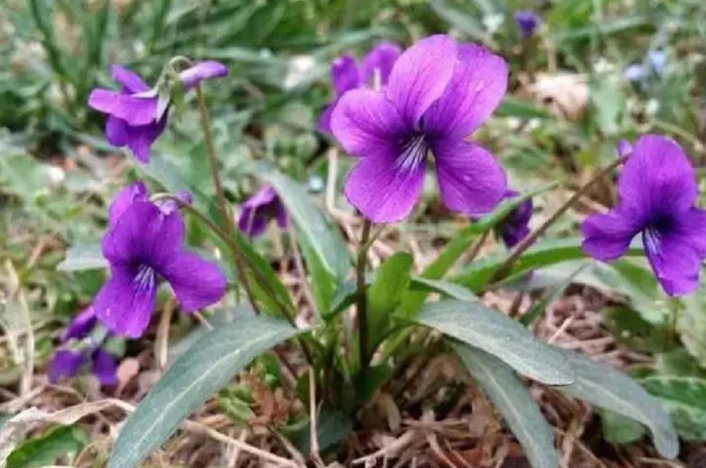 <b>紫花地丁是蒲公英吗？形似神非的两种植物花卉</b>