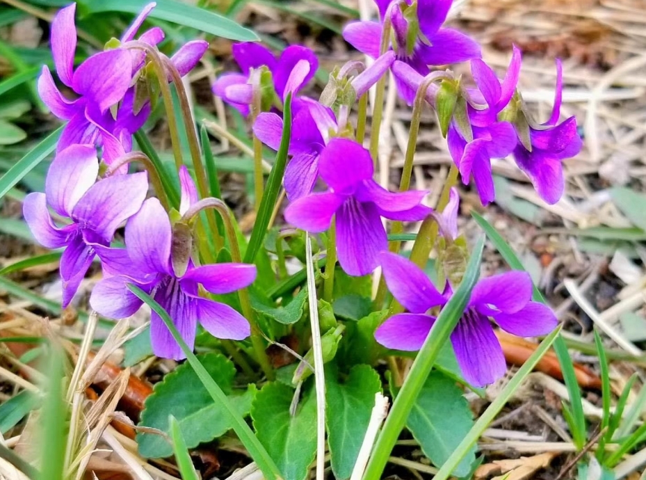 紫花地丁是蒲公英吗?形似神非的两种植物花卉