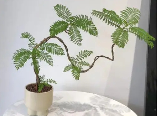 <b>蓝花楹盆景怎么养护和管理？专家级指南让家中四季如春</b>
