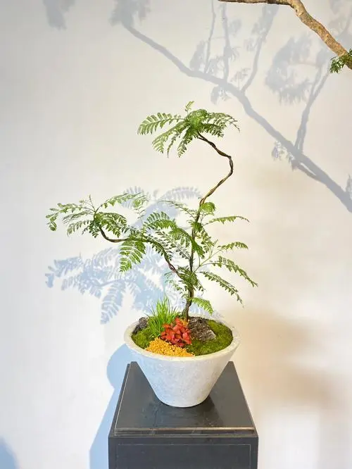蓝花楹盆景怎么养护和管理?专家级指南让家中四季如春