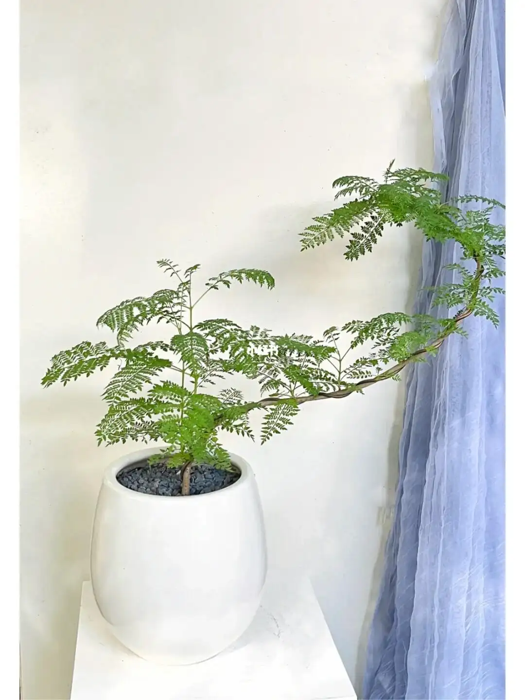 蓝花楹盆景怎么养护和管理?专家级指南让家中四季如春