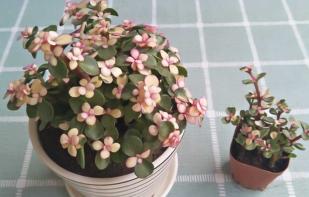 <b>雅乐之舞是药锦吗？园艺达人支招远离药锦陷阱</b>