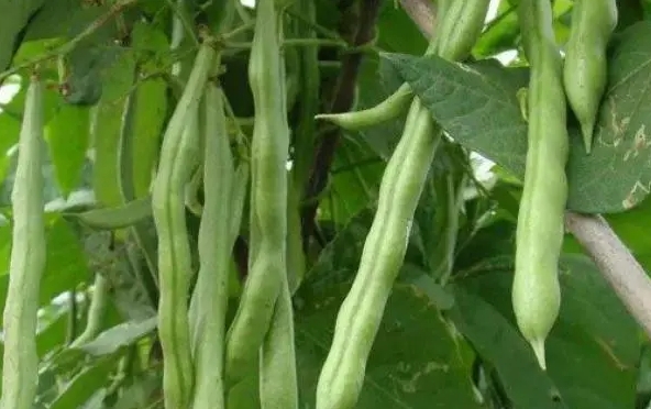 <b>芸豆是什么豆？探索芸豆绿色宝石的种植产地。</b>