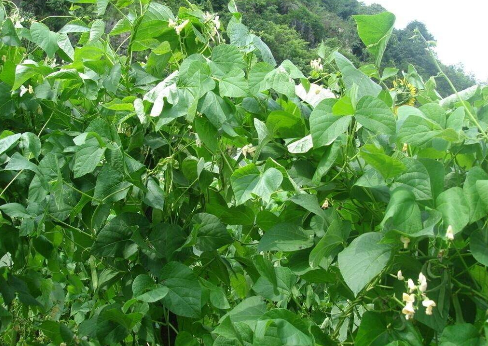 芸豆是什么豆?探索芸豆绿色宝石的种植产地。