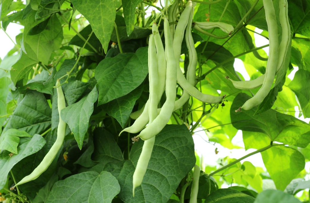 芸豆是什么豆?探索芸豆绿色宝石的种植产地。