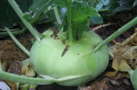 <b>芜菁菜就是大头菜吗？揭穿蔬菜界的“伪装者”。</b>
