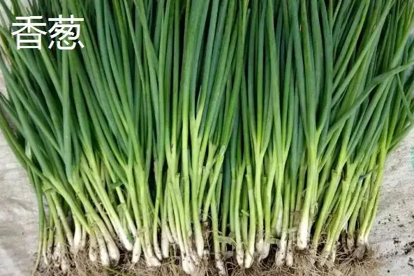小葱和香葱有什么区别?烹饪大师必备小葱与香葱选用指南知识