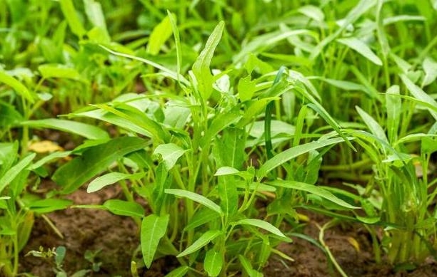 <b>专家指导空心菜大棚种植技术与管理方法，产量翻倍还美味！</b>
