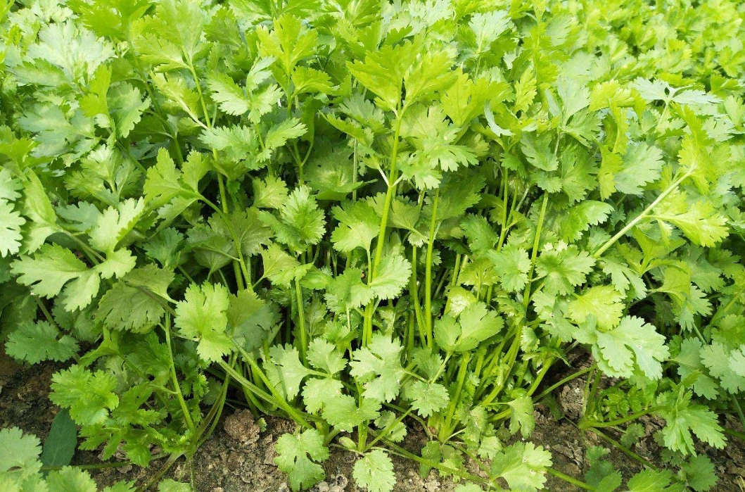 香菜是辛辣刺激性食物吗?清新营养满满的调味高手。