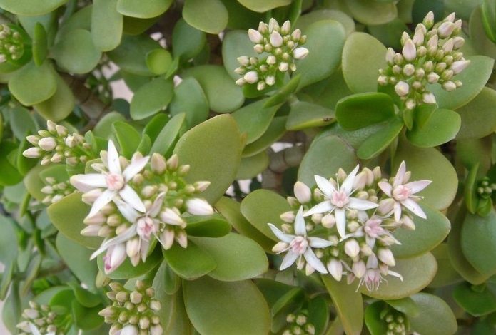 <b>燕子掌会开花吗？罕见花期之美，科学养护待花开。</b>