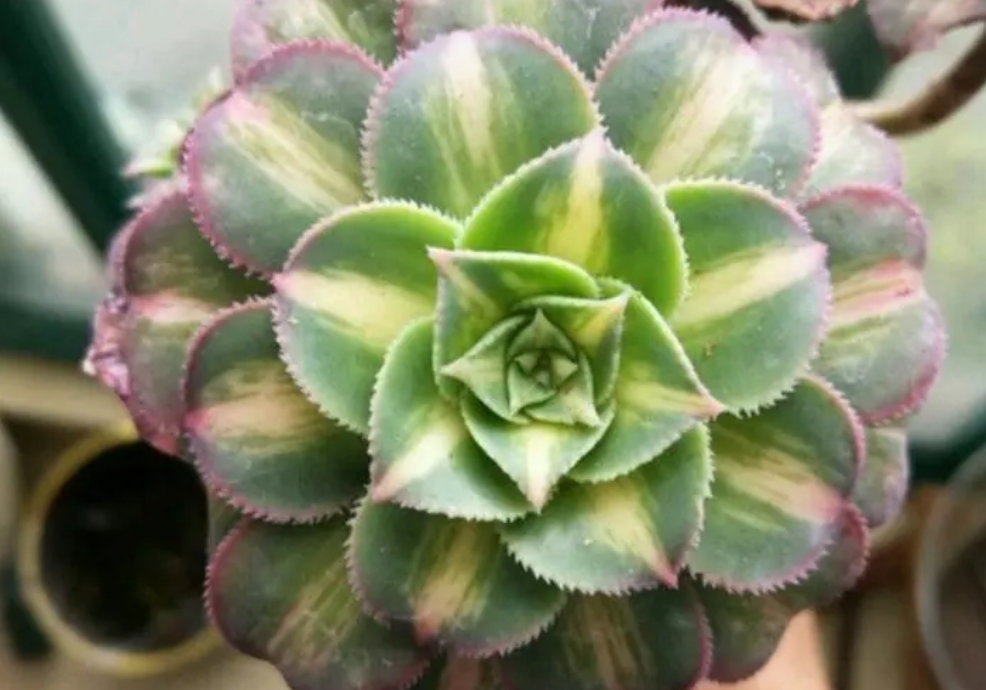 中斑莲花掌是什么属?养护宝典轻松打造斑斓之美。