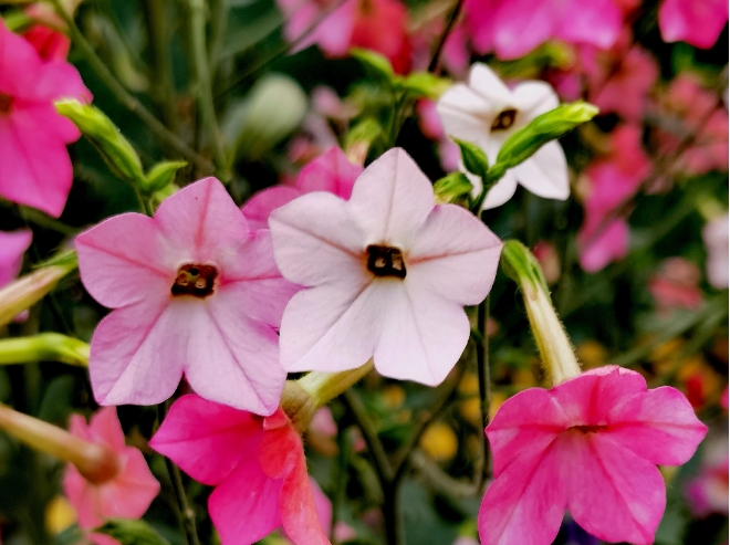 <b>花烟草可以做烟嘛？一文带你看清花卉界冷门知识。</b>