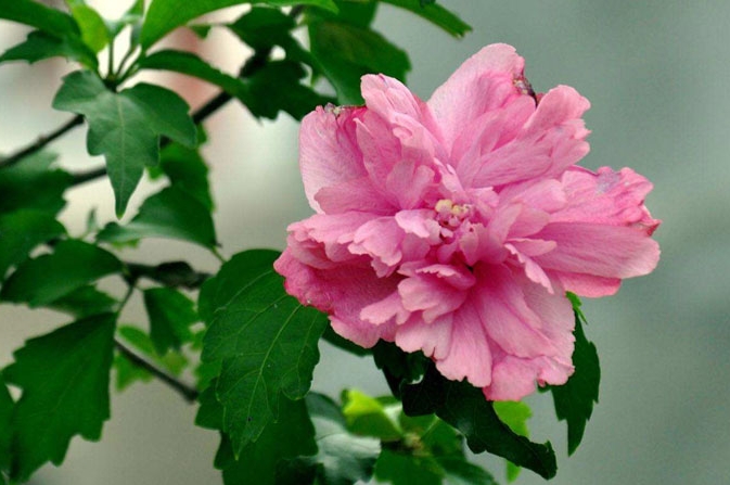<b>一剪一世界，木槿花修剪方法祖传技巧公开！</b>