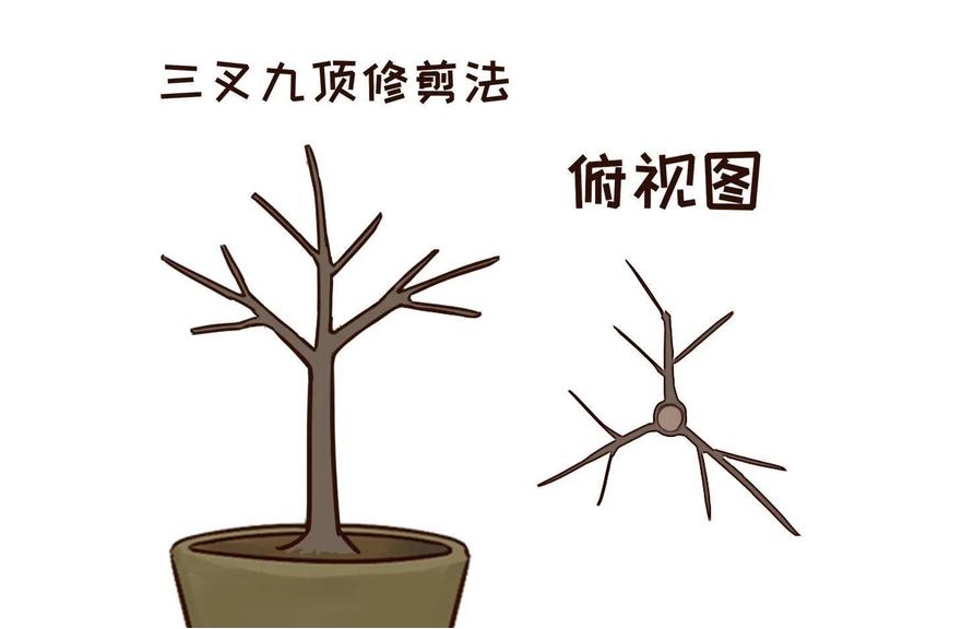 一剪一世界,木槿花修剪方法祖传技巧公开!