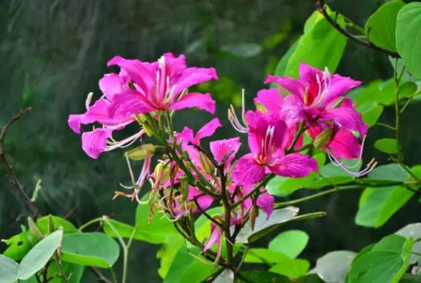 <b>羊蹄甲树根对人的危害有多大？合理种植守护家园安全</b>