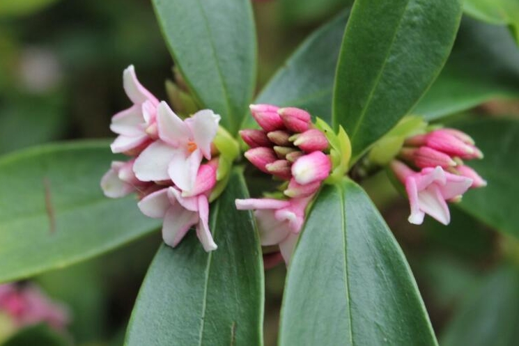 <b>瑞香花是草本还是木本植物？木本植物的优雅代表</b>