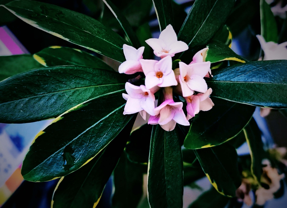 瑞香花是草本还是木本植物?木本植物的优雅代表