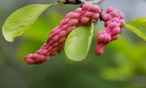 <b>玉兰花树会果实结果吗？果实美丽与食用禁忌真相</b>