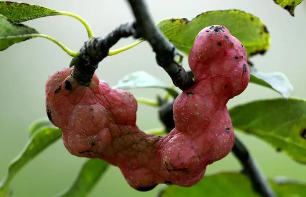 玉兰花树会果实结果吗?果实美丽与食用禁忌真相