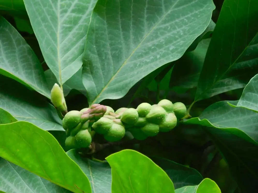 玉兰花树会果实结果吗?果实美丽与食用禁忌真相