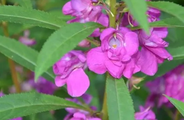 <b>凤仙花有毒吗？这些情况下凤仙花可能对人体有害。</b>