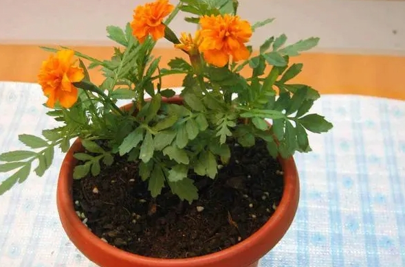 <b>孔雀草第二年能自生发芽吗？高手种植秘籍告别一年一季</b>