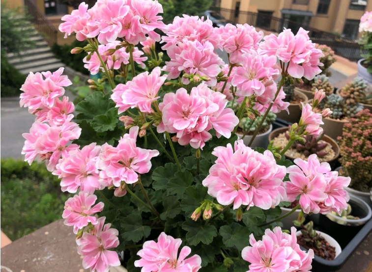 <b>天竺葵夏天怎么度夏？炽热夏日告别叶片枯萎</b>