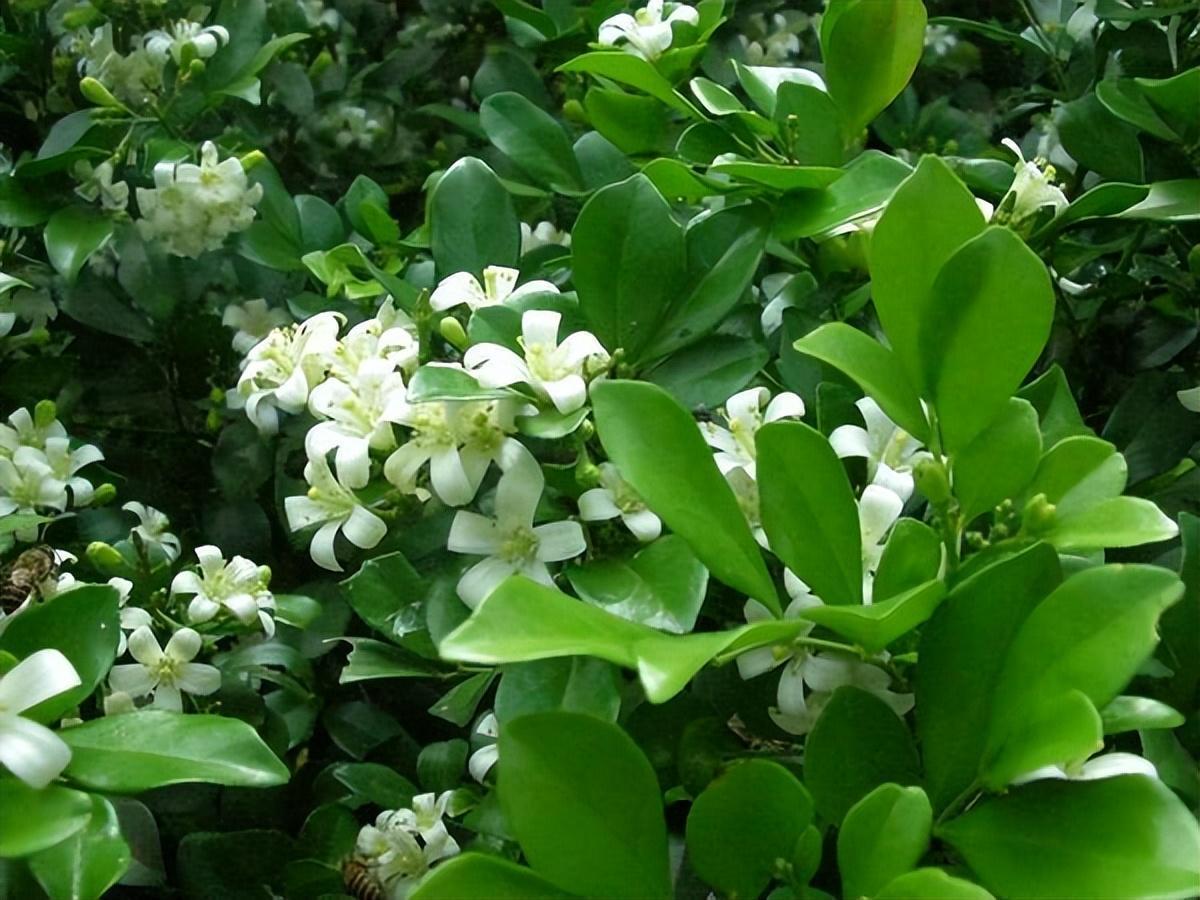 九里香怎样换盆换土?从根土开始,绽放美丽芬芳。