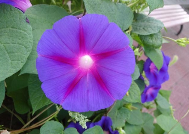 <b>牵牛花有几种颜色？从蓝到紫，从白到红的多样色彩花卉。</b>