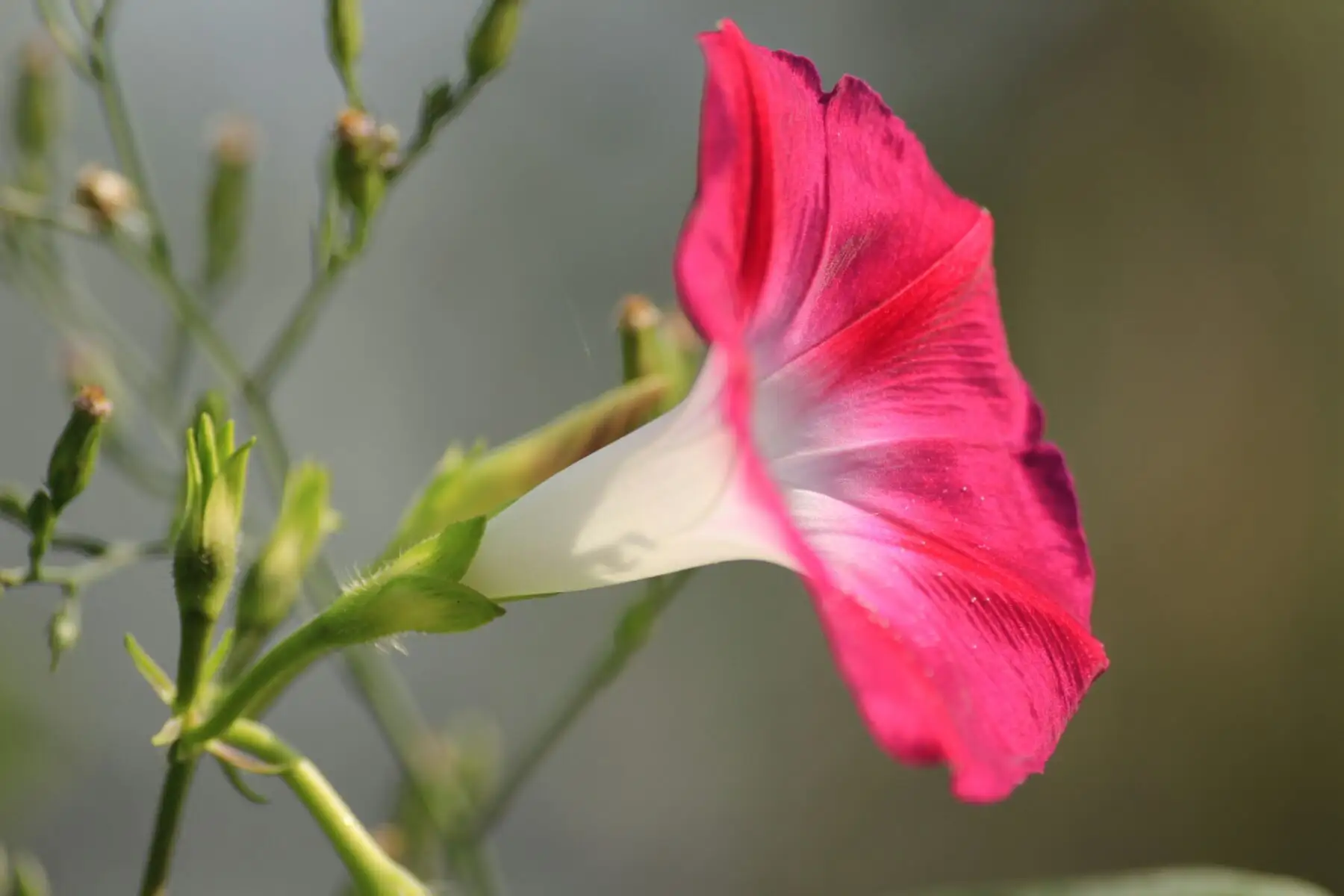 牵牛花有几种颜色?从蓝到紫,从白到红的多样色彩花卉。