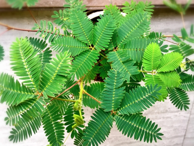 <b>含羞草能活几年？从几厘米到一米，含羞草的高度你了解吗？</b>