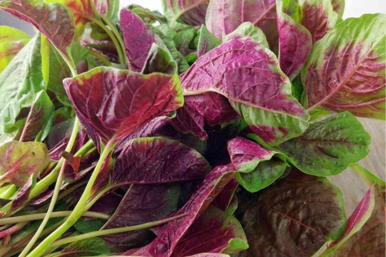 苋菜孕妇能吃吗?孕妇补血、促消化食谱新蔬菜!