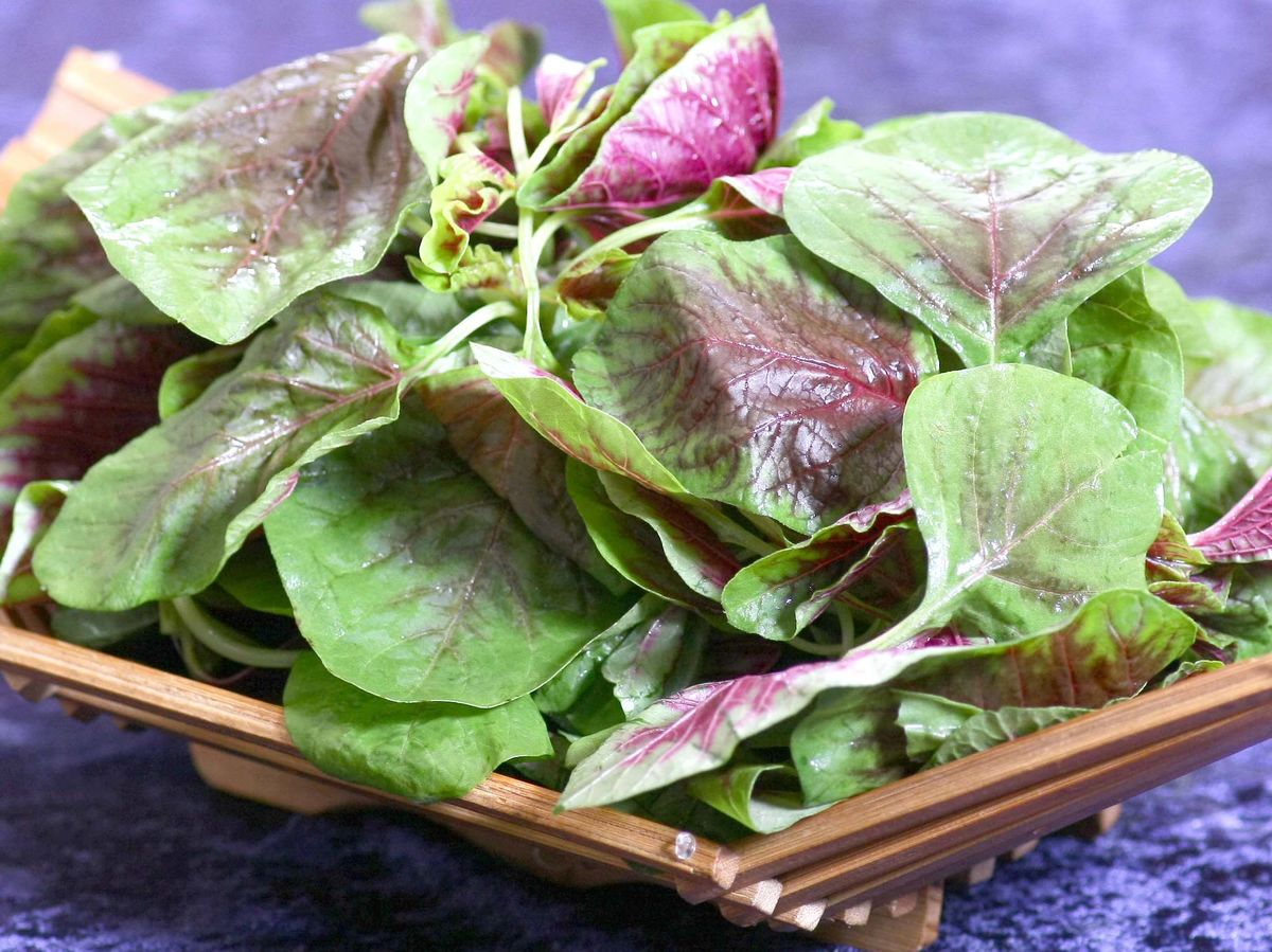 苋菜孕妇能吃吗?孕妇补血、促消化食谱新蔬菜!