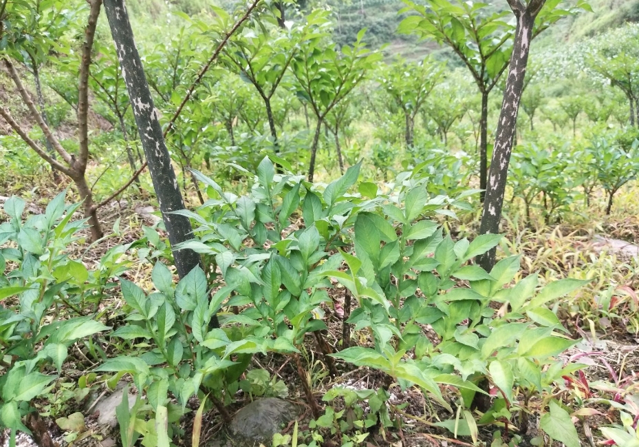 魔芋种子怎么育种几天发芽?掌握种植技巧见证高效育种奇迹。