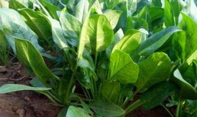 <b>菠菜一年四季都可以种吗？四季常青的菠菜种植秘籍。</b>