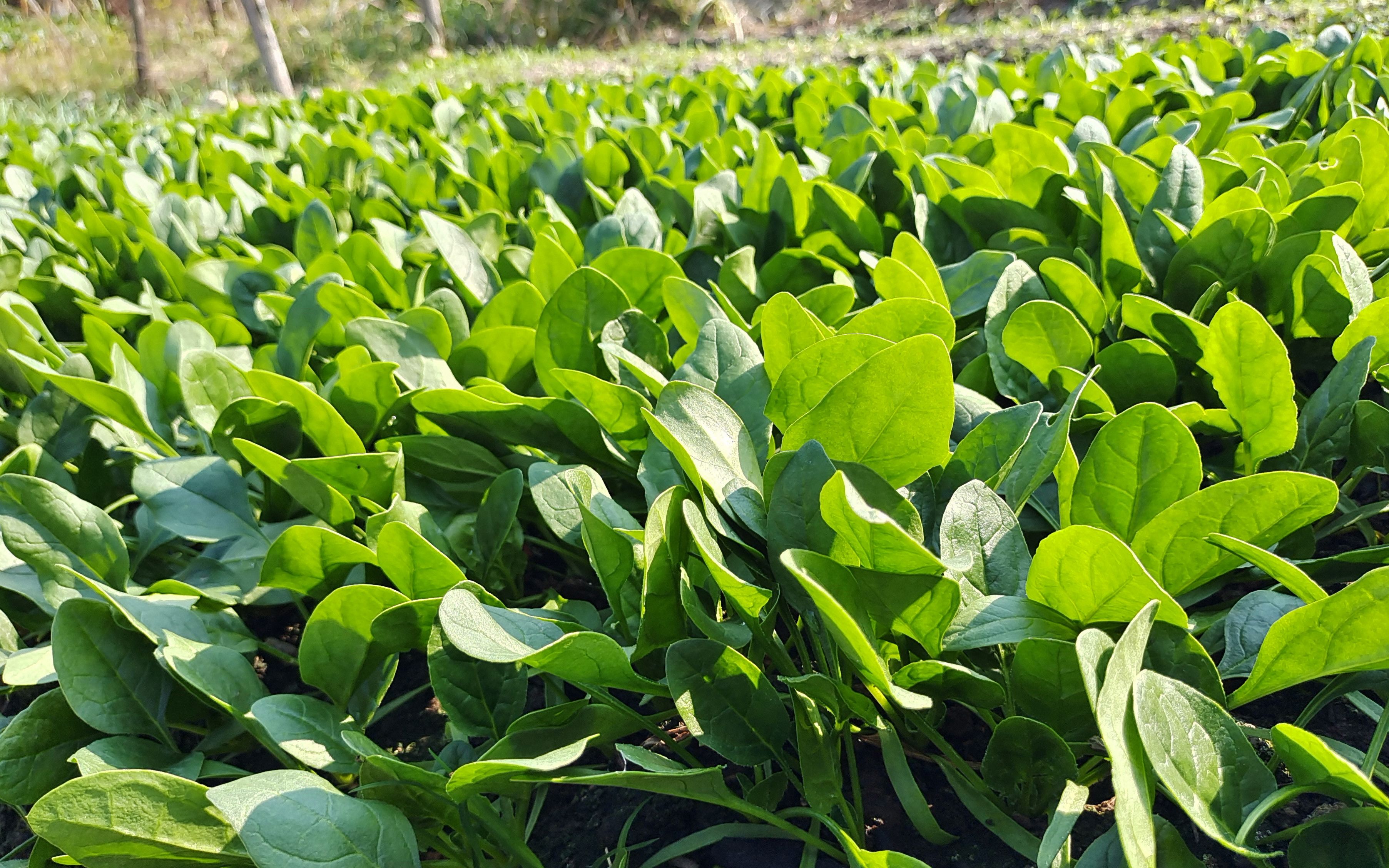 菠菜一年四季都可以种吗?四季常青的菠菜种植秘籍。