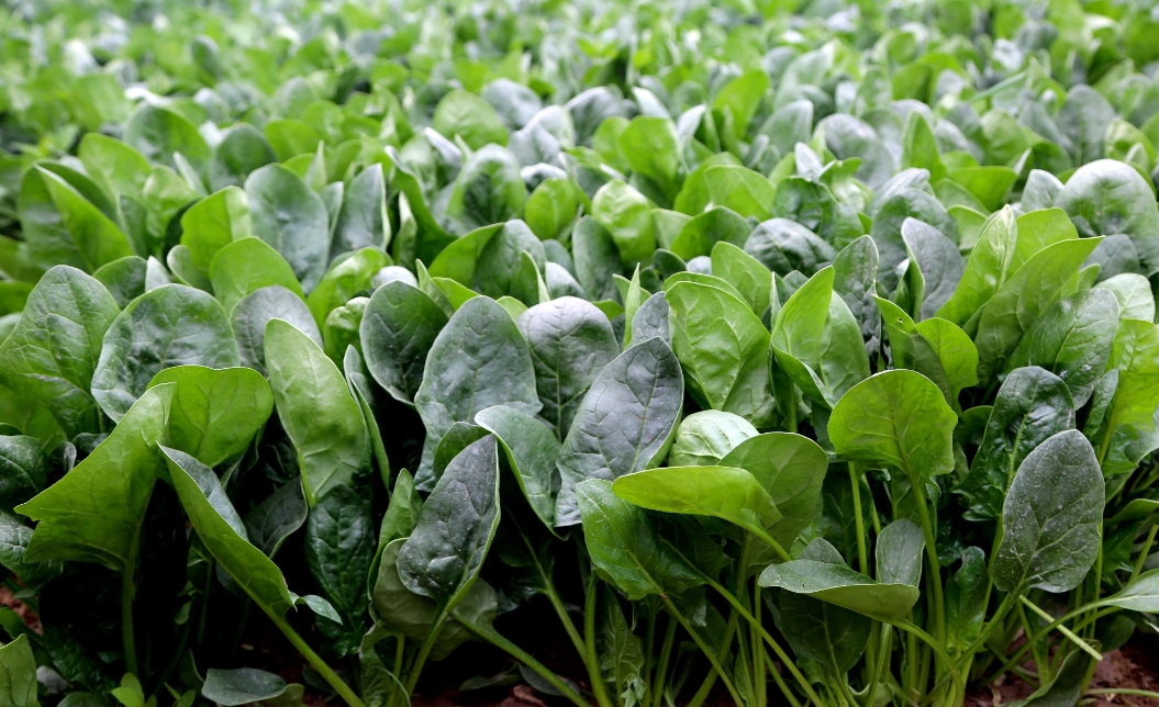 菠菜一年四季都可以种吗?四季常青的菠菜种植秘籍。