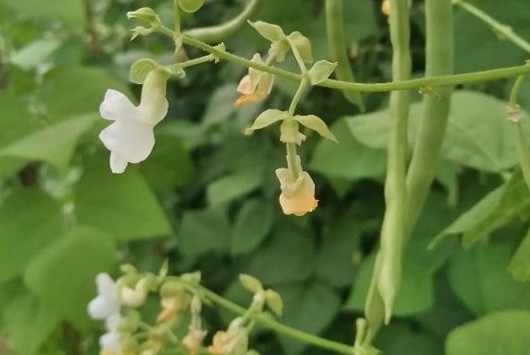 <b>四季豆开花期施什么肥好？科学施肥高产高质的秘诀。</b>