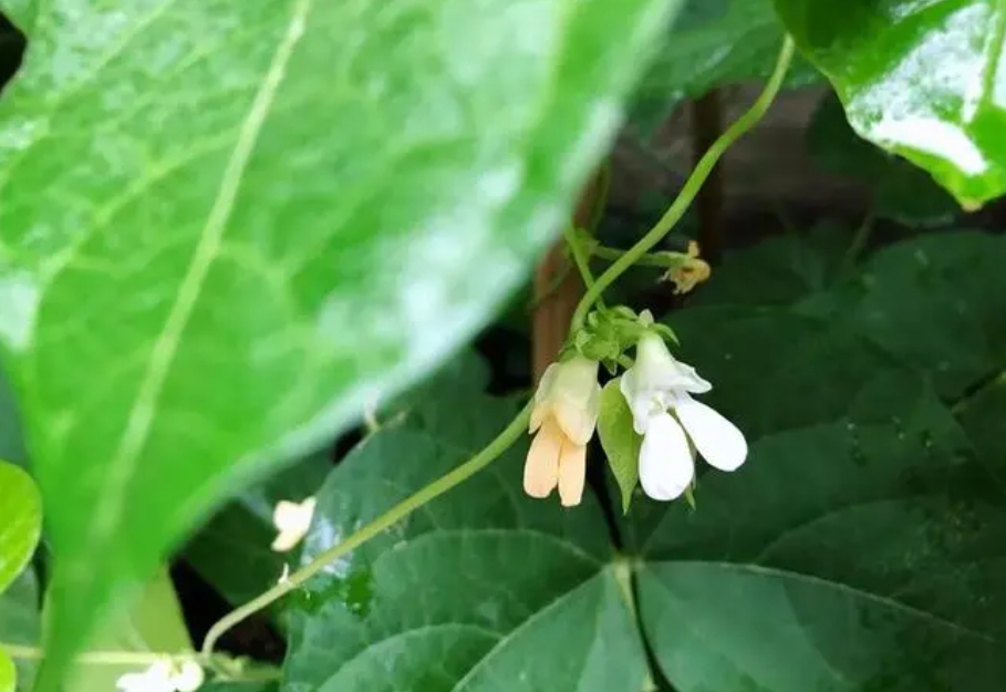 四季豆开花期施什么肥好?科学施肥高产高质的秘诀。