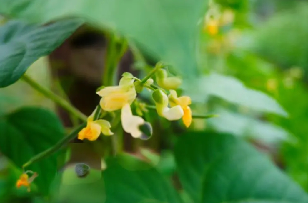 四季豆开花期施什么肥好?科学施肥高产高质的秘诀。