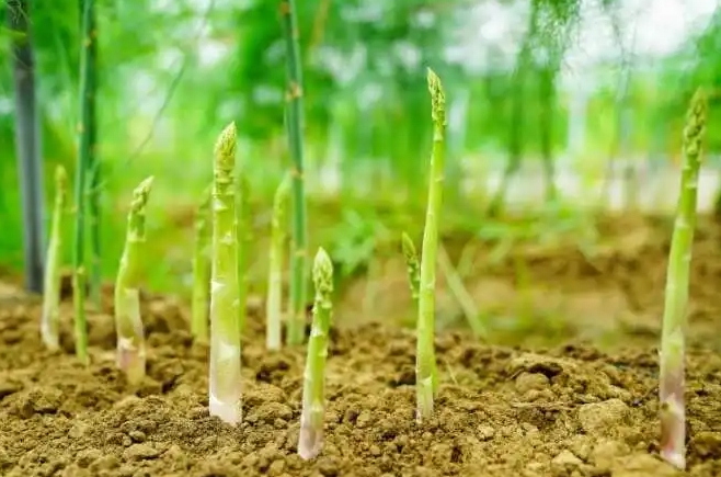 <b>芦笋是芦苇长出来的吗？天壤之别的不同科属植物。</b>