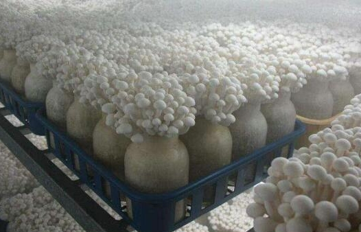 <b>金针菇菌丝培养条件和方法？温度湿度光照条件与实战技巧。</b>