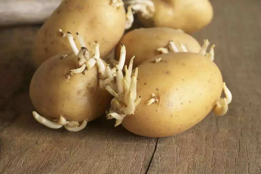 土豆发芽了还可以吃吗?发芽土豆这样处理才能安心吃。
