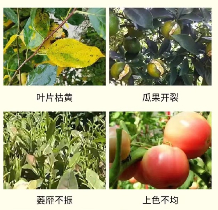 冲施肥是水溶肥吗?专业使用方法指南助力作物高产。