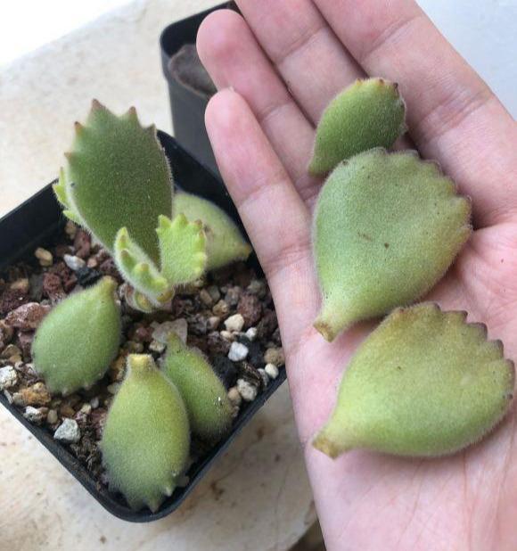 熊童子夏天叶子干瘪怎么办?专家自救养护秘籍奉上。