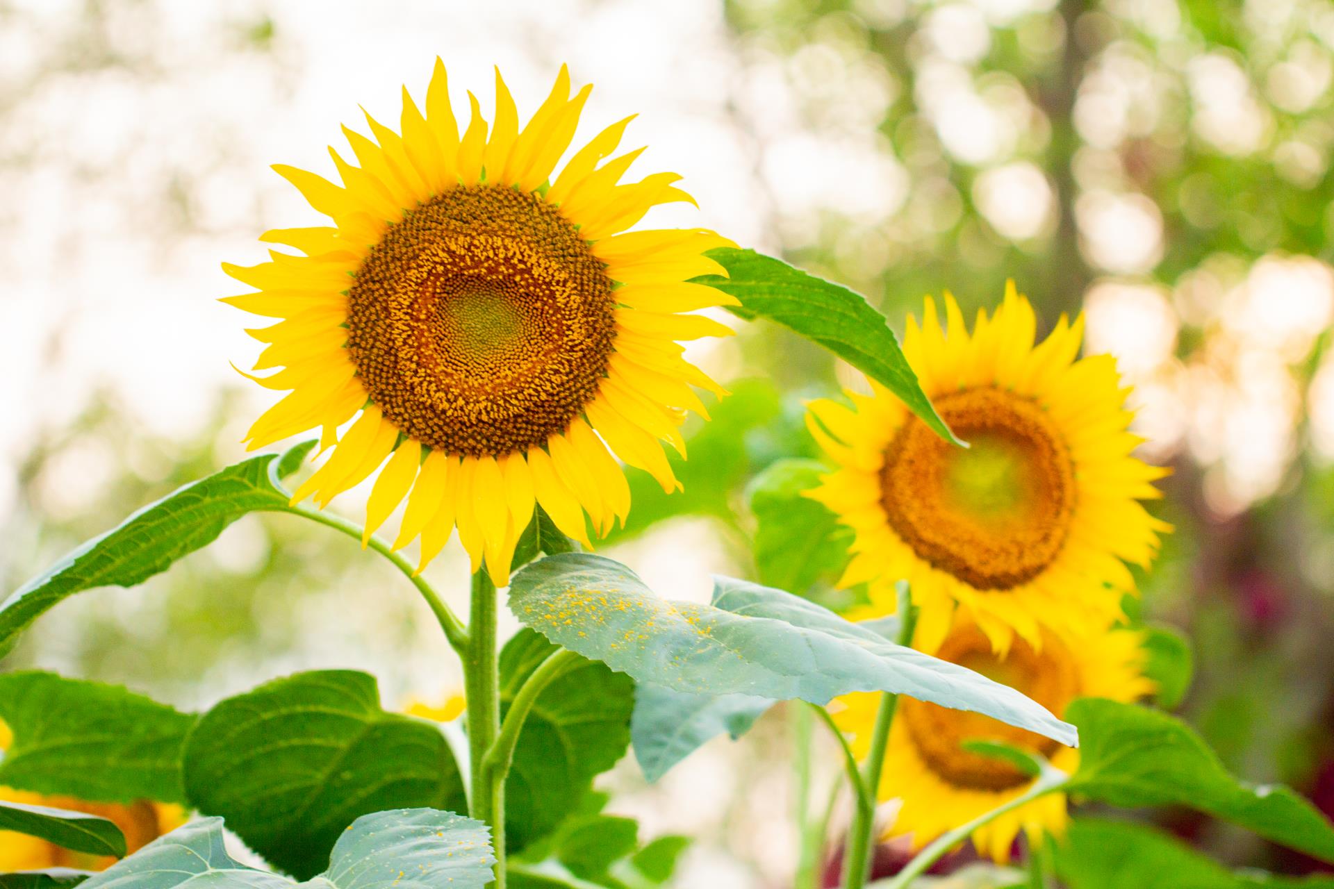 科学解读:向日葵花是不是一直向着太阳生长?